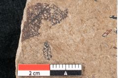 Foto (Detailansicht) von Araucaria sternbergii Goeppert (NHMW-GEO-2024-0188-8277)